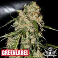 Green Label Seeds Blue Grape Dream